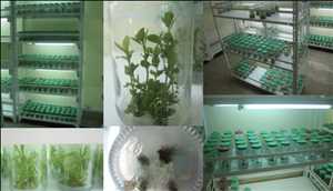 Équipement de culture de cellules végétales Marché