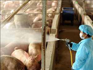 Globale Assurance risque bétail pour les maladies infectieuses Données passées du marché