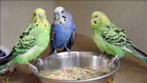 Nourriture et friandises pour oiseaux de compagnie Marché